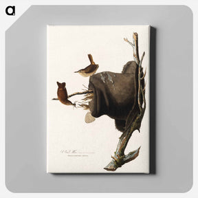 アートパネル-House Wren
 - ジョン ジェームス オーデュボン Canvas.
