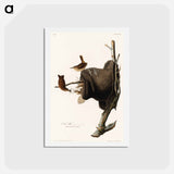 アートポストカード-House Wren
 - ジョン ジェームス オーデュボン Postcard.