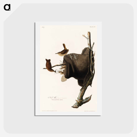 アートポストカード-House Wren
 - ジョン ジェームス オーデュボン Postcard.