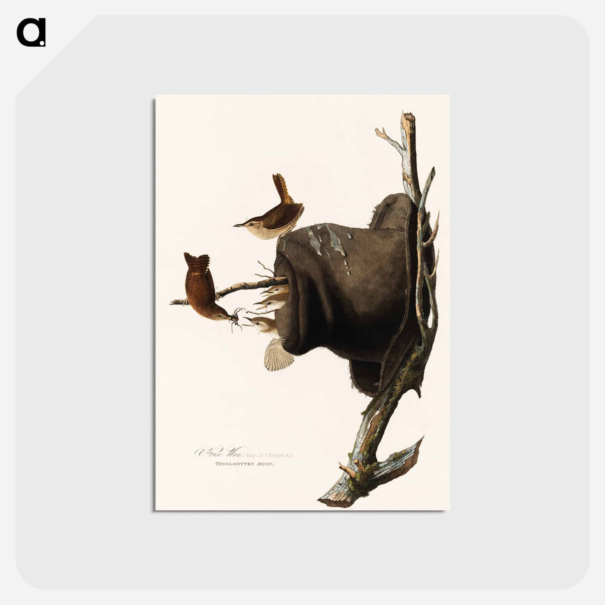 アートポストカード-House Wren
 - ジョン ジェームス オーデュボン Postcard.