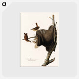 アートポストカード-House Wren
 - ジョン ジェームス オーデュボン Postcard.