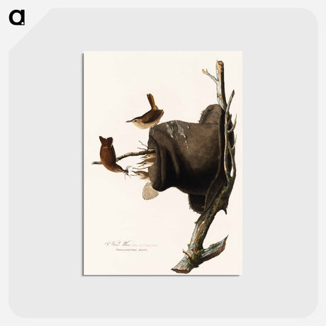 アートポストカード-House Wren
 - ジョン ジェームス オーデュボン Postcard.