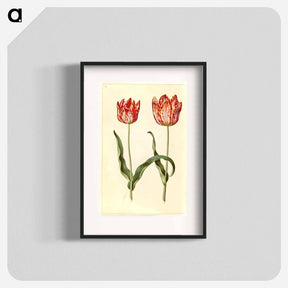 アートポスター-Tulipa gesneriana
 - マリア ジビーラ メーリアン Poster.