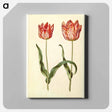 アートパネル-Tulipa gesneriana
 - マリア ジビーラ メーリアン Canvas.