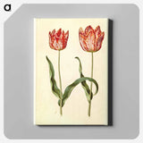 アートパネル-Tulipa gesneriana
 - マリア ジビーラ メーリアン Canvas.