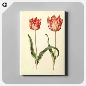 アートパネル-Tulipa gesneriana
 - マリア ジビーラ メーリアン Canvas.