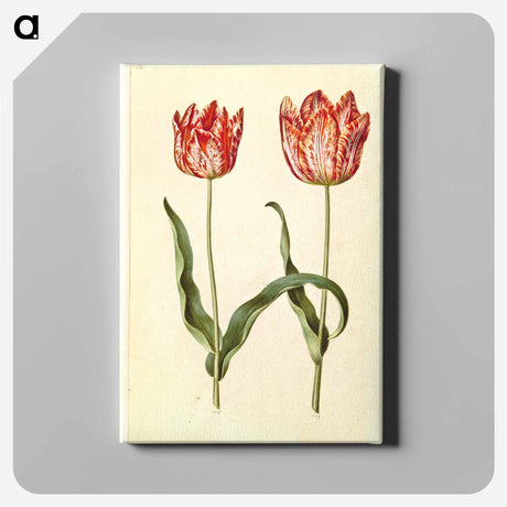 アートパネル-Tulipa gesneriana
 - マリア ジビーラ メーリアン Canvas.