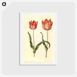 アートポストカード-Tulipa gesneriana
 - マリア ジビーラ メーリアン Postcard.