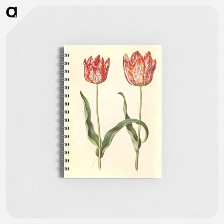 アートメモ帳-Tulipa gesneriana
 - マリア ジビーラ メーリアン Memo.