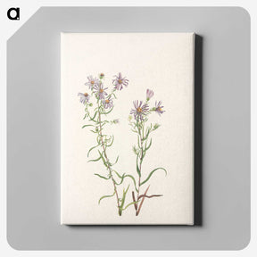 3-52_Mary-Vaux-Walcott_canvas