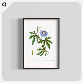 アートポスター-Blue passionflower - ピエール ジョゼフ ルドゥーテ Poster.