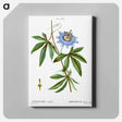 アートパネル-Blue passionflower - ピエール ジョゼフ ルドゥーテ Canvas.