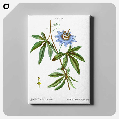 アートパネル-Blue passionflower - ピエール ジョゼフ ルドゥーテ Canvas.