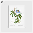 アートポストカード-Blue passionflower - ピエール ジョゼフ ルドゥーテ Postcard.