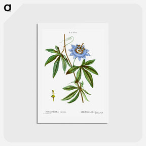 アートポストカード-Blue passionflower - ピエール ジョゼフ ルドゥーテ Postcard.