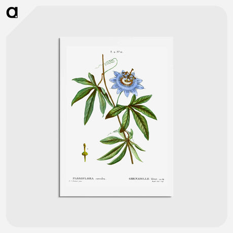 アートポストカード-Blue passionflower - ピエール ジョゼフ ルドゥーテ Postcard.