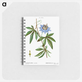 アートメモ帳-Blue passionflower - ピエール ジョゼフ ルドゥーテ Memo.