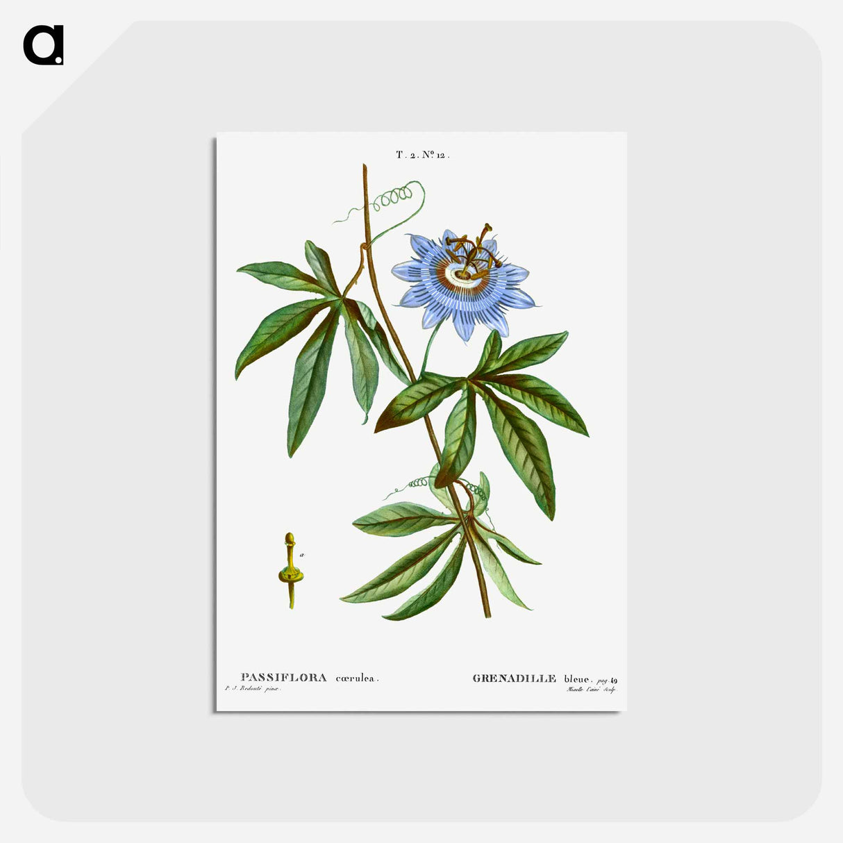 アートポストカード-Blue passionflower - ピエール ジョゼフ ルドゥーテ Postcard.