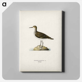 アートパネル-Sandpiper
 - スヴェンスカ フォグラル Canvas.