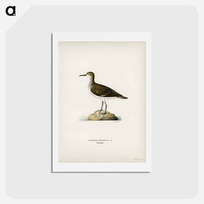 アートポストカード-Sandpiper
 - スヴェンスカ フォグラル Postcard.