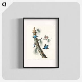 アートポスター-White-breasted Black-capped Nuthatch from Birds of America
 - アメリカの鳥たち Poster.