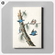 アートパネル-White-breasted Black-capped Nuthatch from Birds of America
 - アメリカの鳥たち Canvas.
