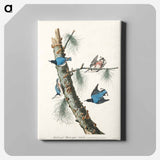 アートパネル-White-breasted Black-capped Nuthatch from Birds of America
 - アメリカの鳥たち Canvas.