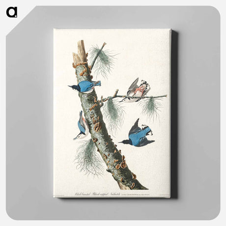 アートパネル-White-breasted Black-capped Nuthatch from Birds of America
 - アメリカの鳥たち Canvas.