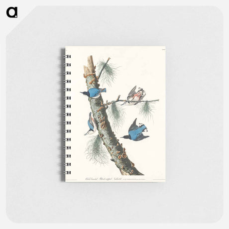 アートメモ帳-White-breasted Black-capped Nuthatch from Birds of America
 - アメリカの鳥たち Memo.