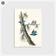 アートポストカード-White-breasted Black-capped Nuthatch from Birds of America
 - アメリカの鳥たち Postcard.