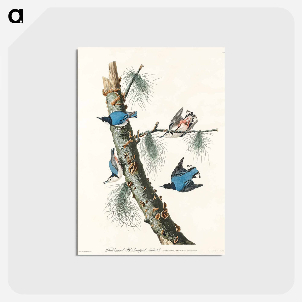 アートポストカード-White-breasted Black-capped Nuthatch from Birds of America
 - アメリカの鳥たち Postcard.