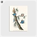 アートポストカード-White-breasted Black-capped Nuthatch from Birds of America
 - アメリカの鳥たち Postcard.