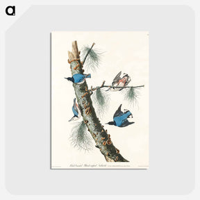 アートポストカード-White-breasted Black-capped Nuthatch from Birds of America
 - アメリカの鳥たち Postcard.