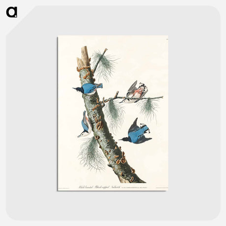 アートポストカード-White-breasted Black-capped Nuthatch from Birds of America
 - アメリカの鳥たち Postcard.