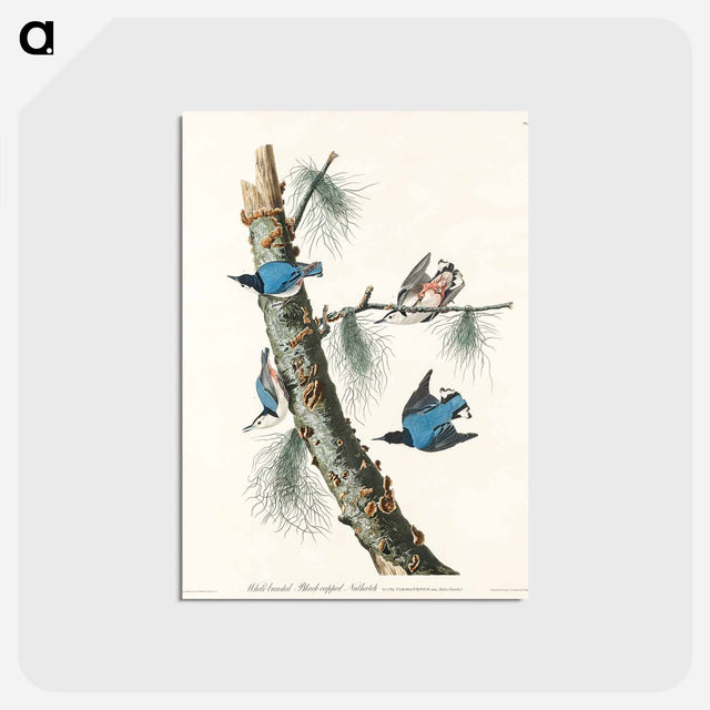アートポストカード-White-breasted Black-capped Nuthatch from Birds of America
 - アメリカの鳥たち Postcard.