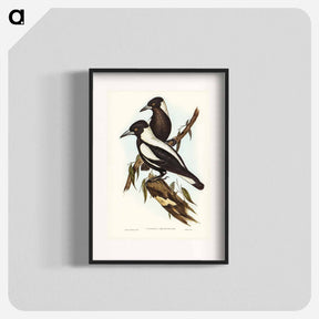 アートポスター-White-backed Crow-Shrike
 - オーストラリアの鳥 Poster.