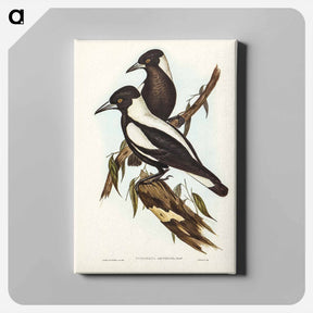 アートパネル-White-backed Crow-Shrike
 - オーストラリアの鳥 Canvas.