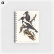 アートメモ帳-White-backed Crow-Shrike
 - オーストラリアの鳥 Memo.