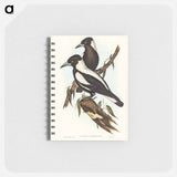 アートメモ帳-White-backed Crow-Shrike
 - オーストラリアの鳥 Memo.