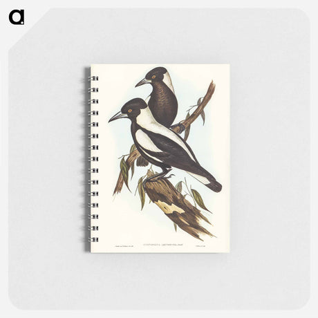 アートメモ帳-White-backed Crow-Shrike
 - オーストラリアの鳥 Memo.