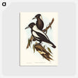 アートポストカード-White-backed Crow-Shrike
 - オーストラリアの鳥 Postcard.