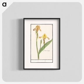 アートポスター-Yellow Iris - アンセルムス ボエティウス デ ブート Poster.