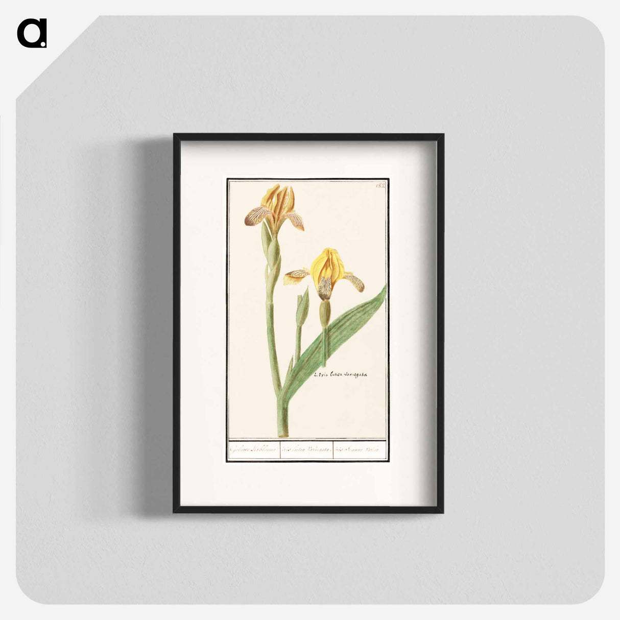 Yellow Iris - アンセルムス ボエティウス デ ブート Poster.