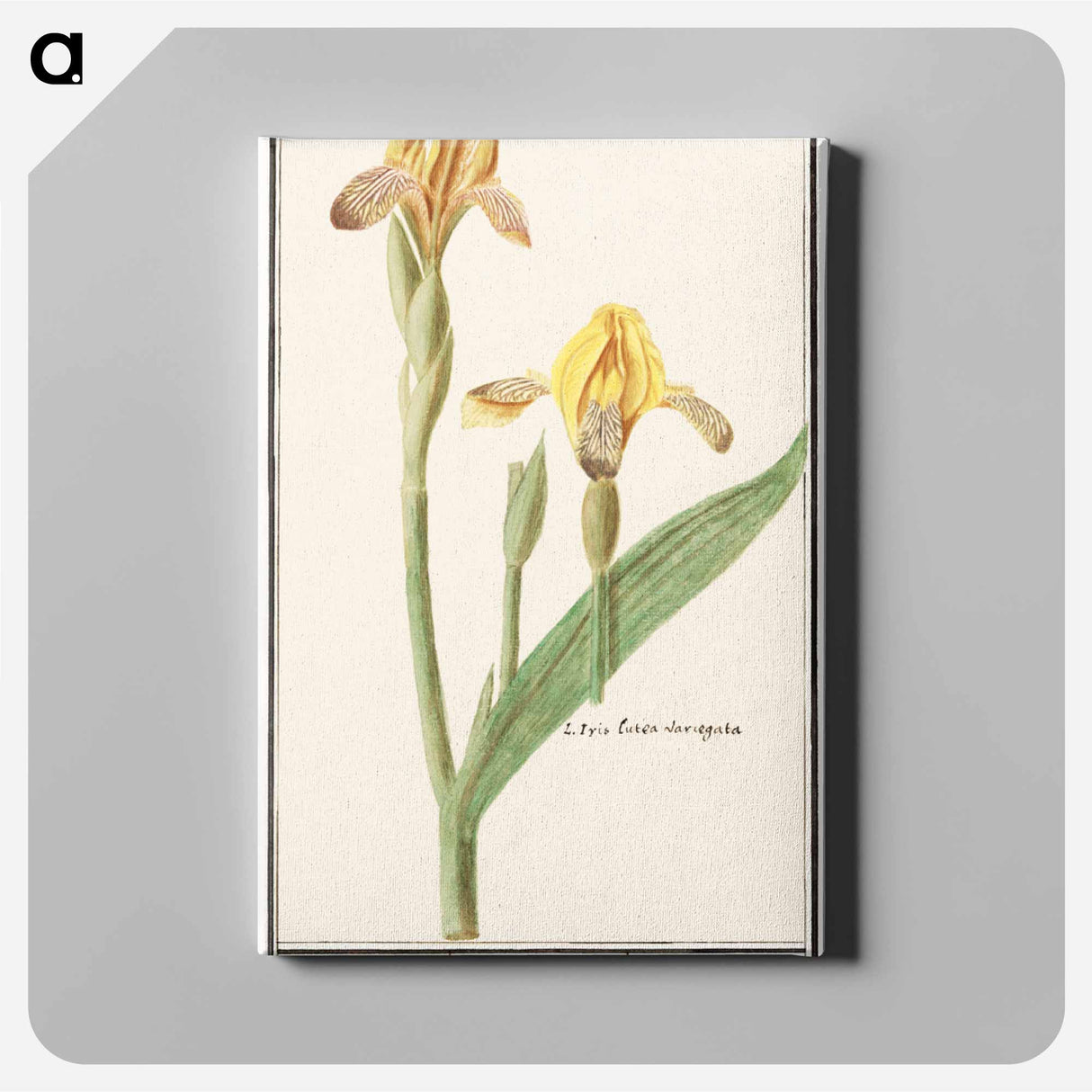 Yellow Iris - アンセルムス ボエティウス デ ブート Canvas.