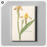 Yellow Iris - アンセルムス ボエティウス デ ブート Canvas.