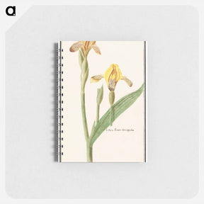 アートメモ帳-Yellow Iris - アンセルムス ボエティウス デ ブート Memo.