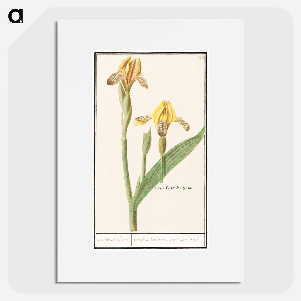 Yellow Iris - アンセルムス ボエティウス デ ブート Poster.