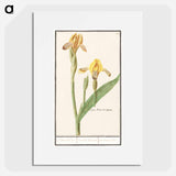 Yellow Iris - アンセルムス ボエティウス デ ブート Poster.
