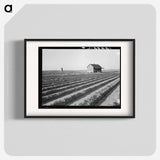 Abandoned tenant house seen across tractored fields - Dorothea Lange Poster.