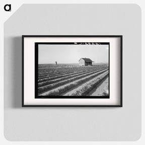 アートポスター-Abandoned tenant house seen across tractored fields - ドロテア ラング Poster.